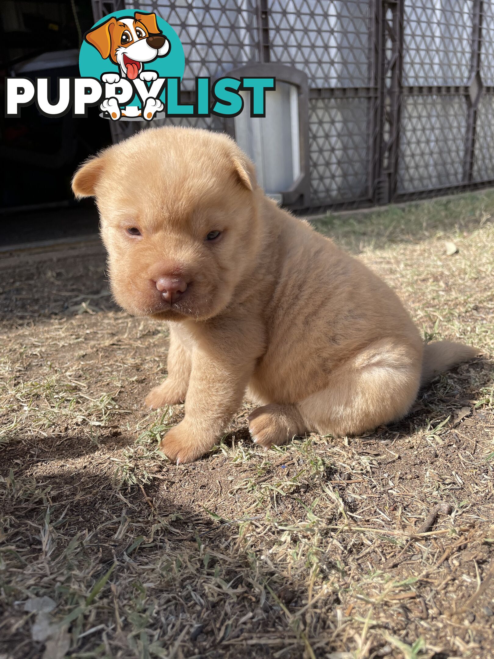 Shar Pei Puppies