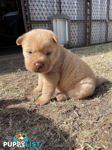 Shar Pei Puppies