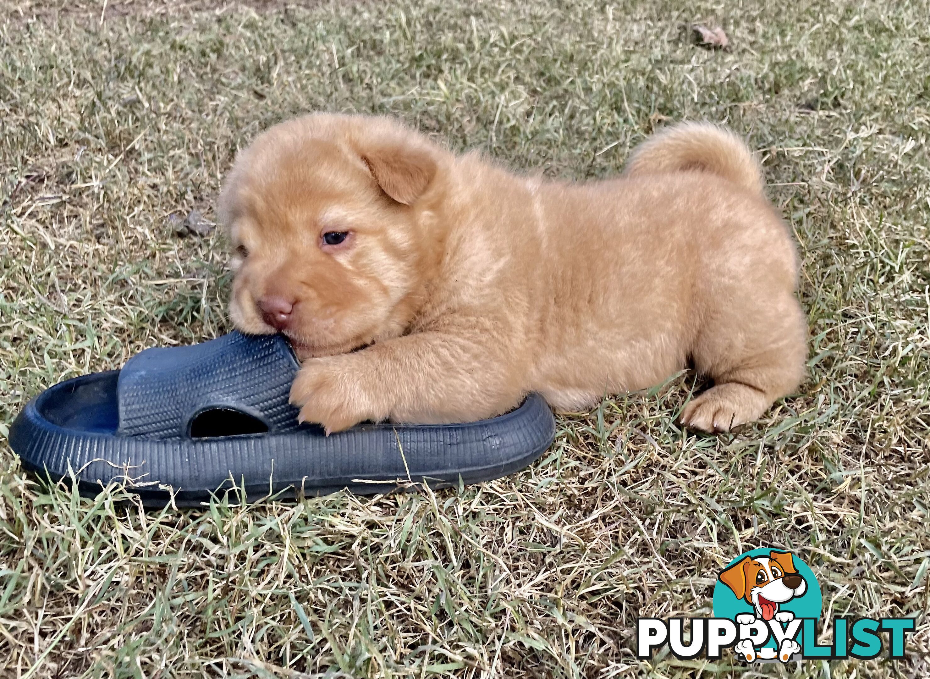 Shar Pei Puppies
