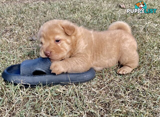 Shar Pei Puppies