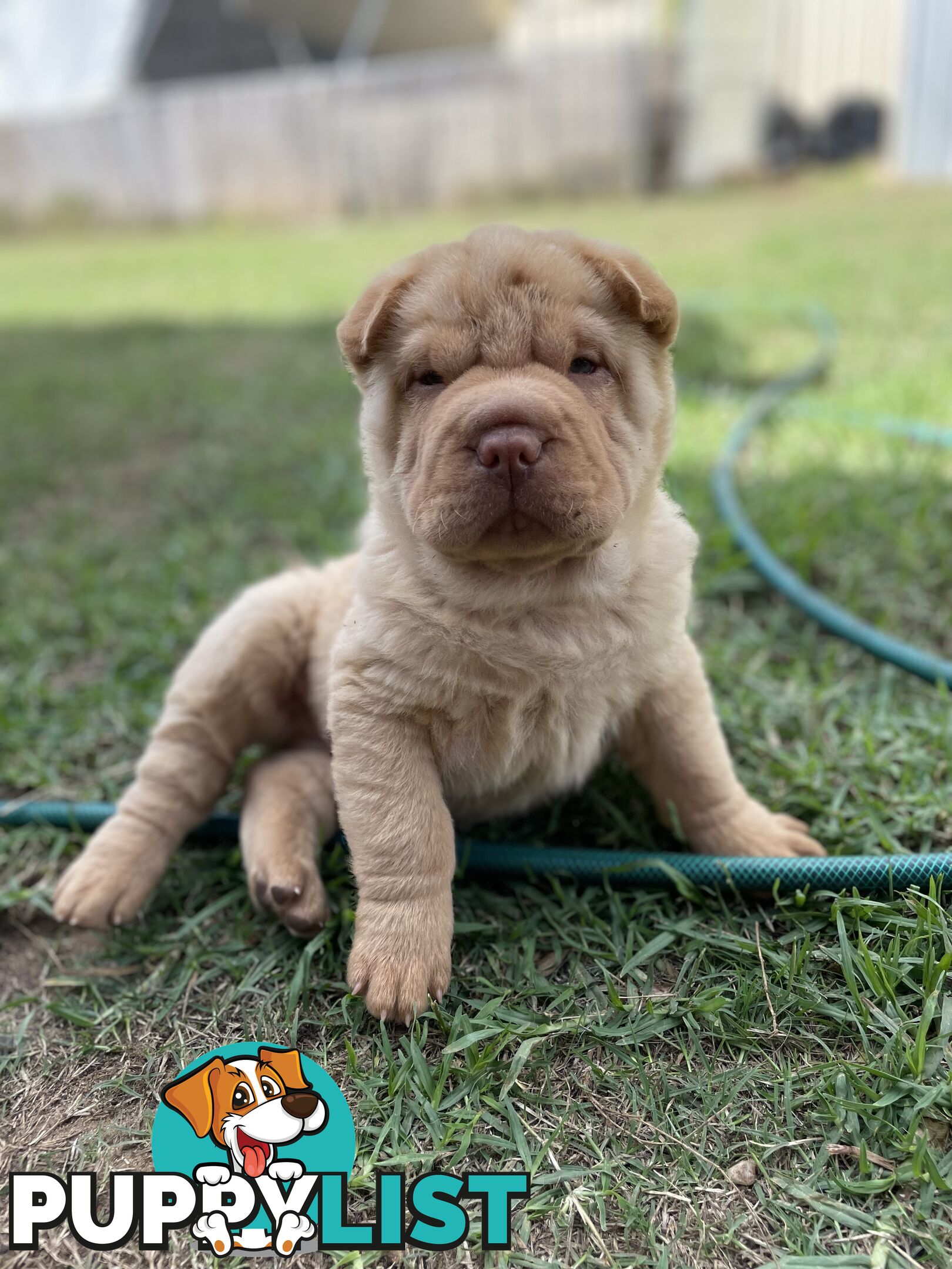 Shar Pei Puppies