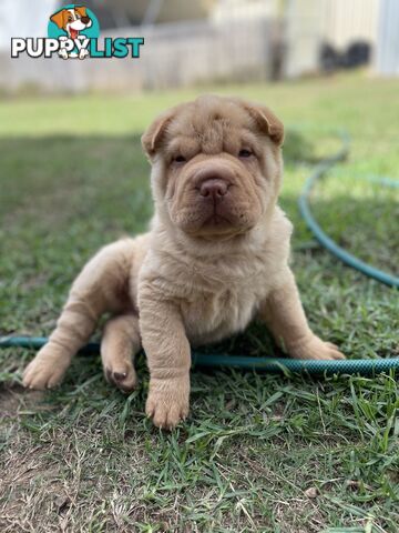 Shar Pei Puppies