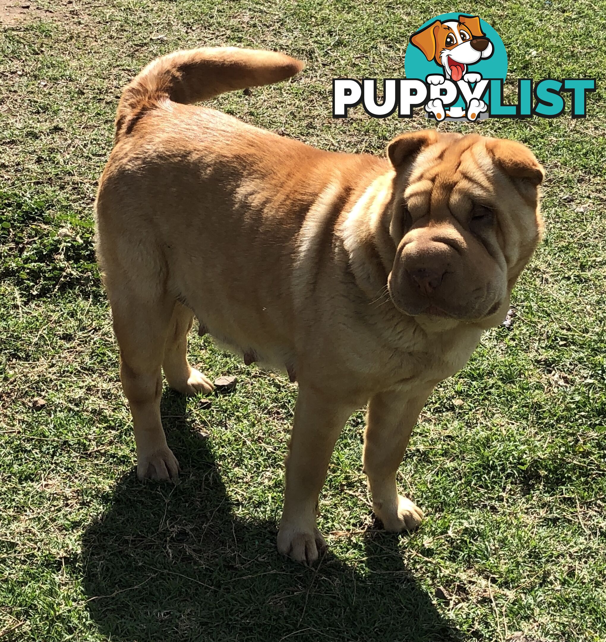 Shar Pei Puppies