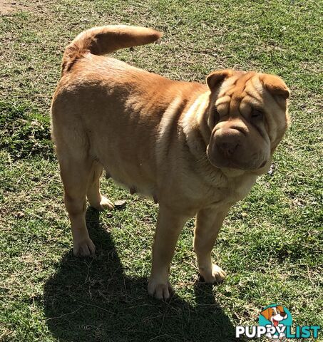 Shar Pei Puppies