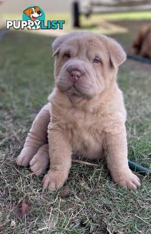 Shar Pei Puppies