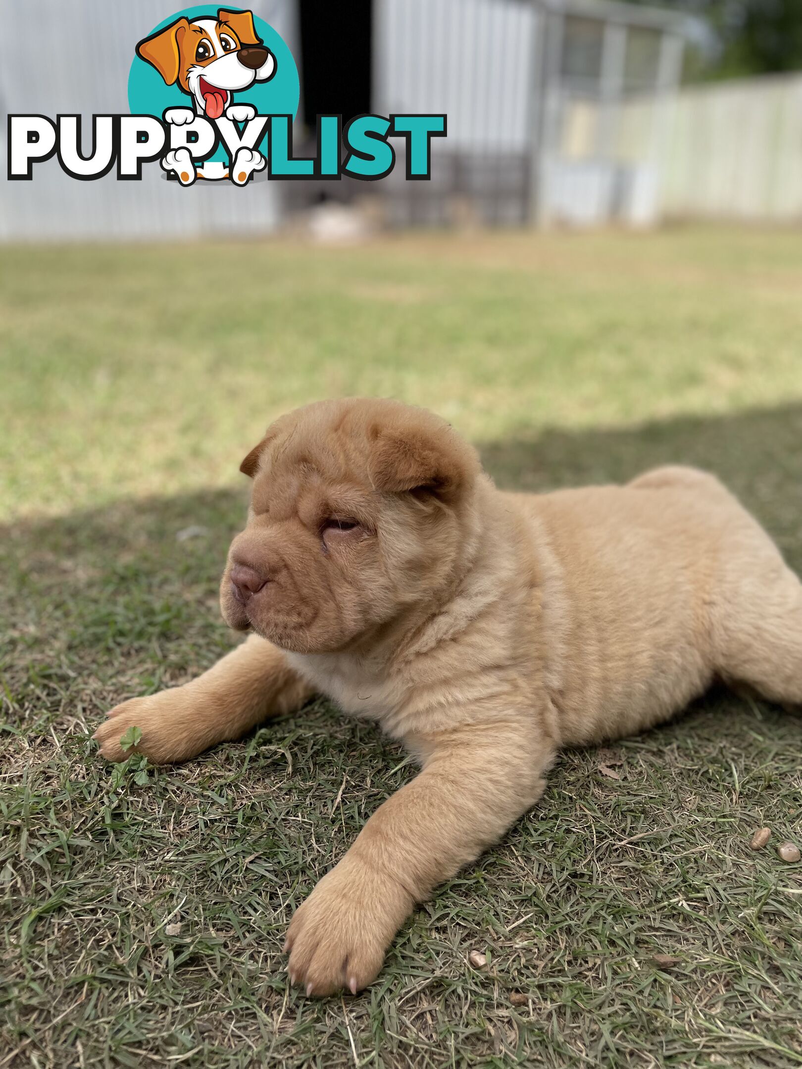 Shar Pei Puppies