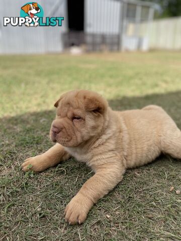 Shar Pei Puppies