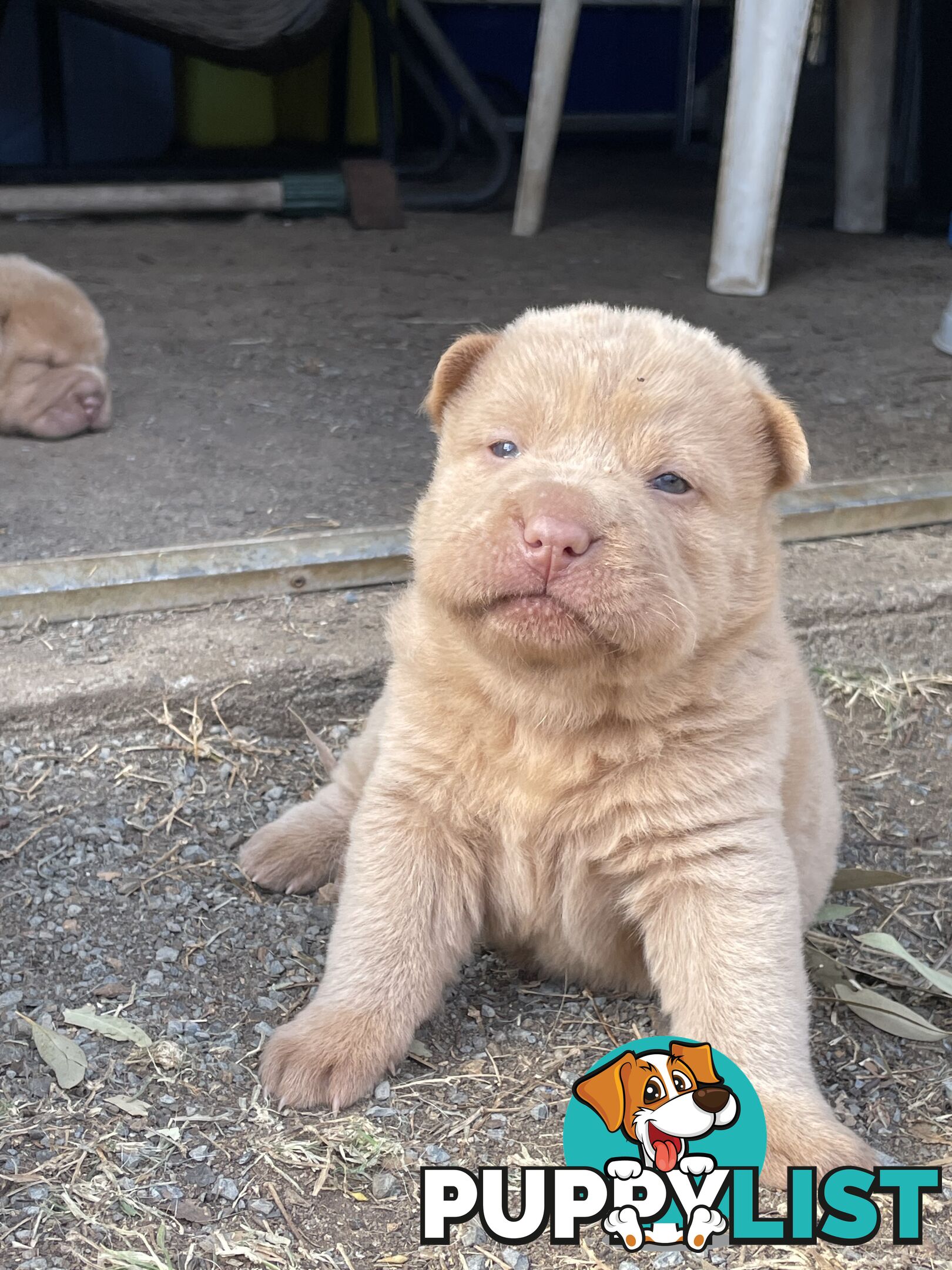 Shar Pei Puppies