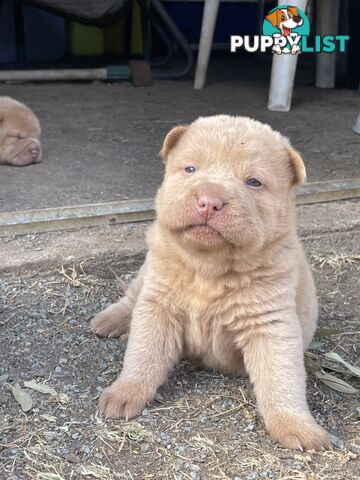 Shar Pei Puppies