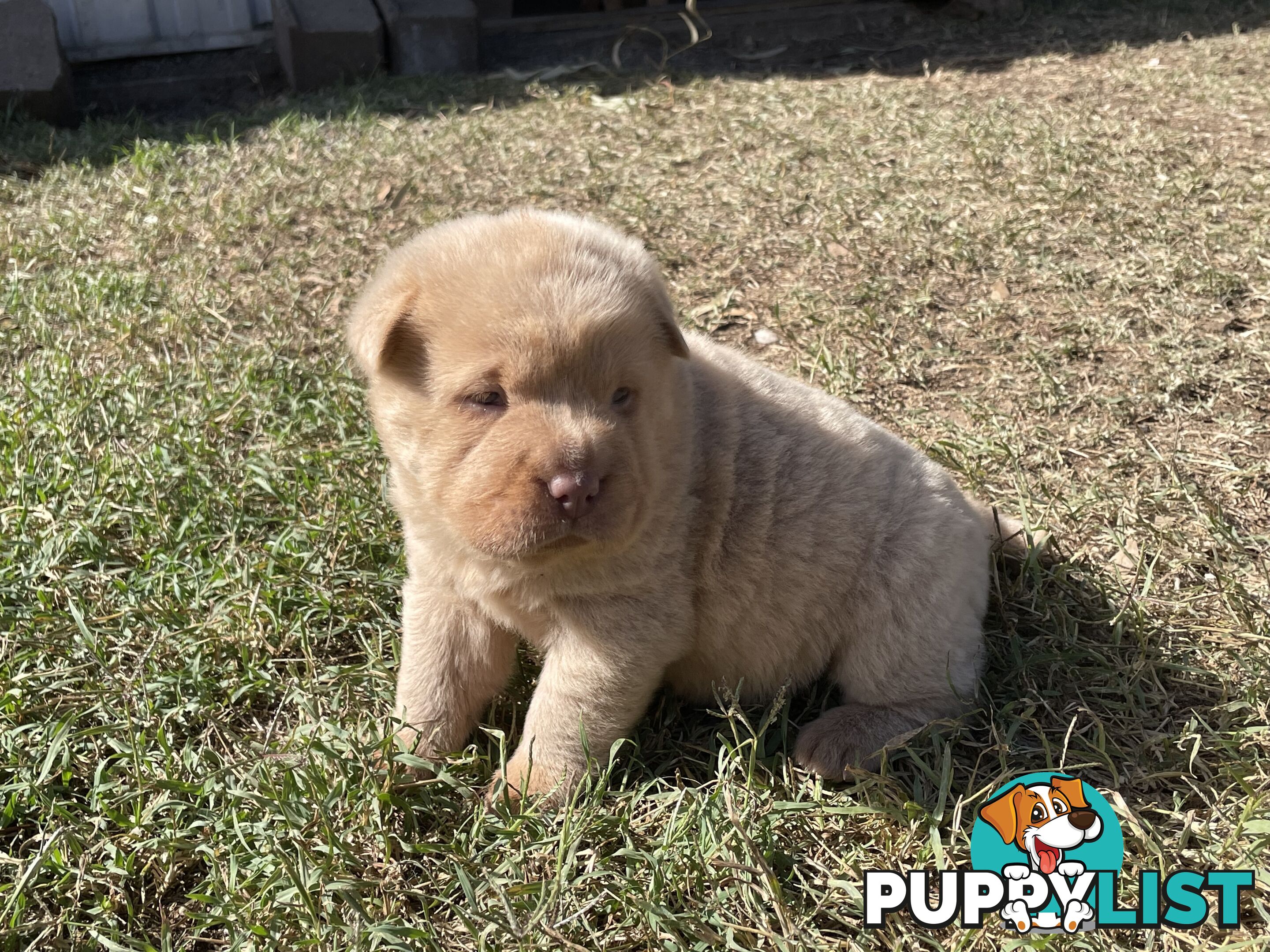 Shar Pei Puppies