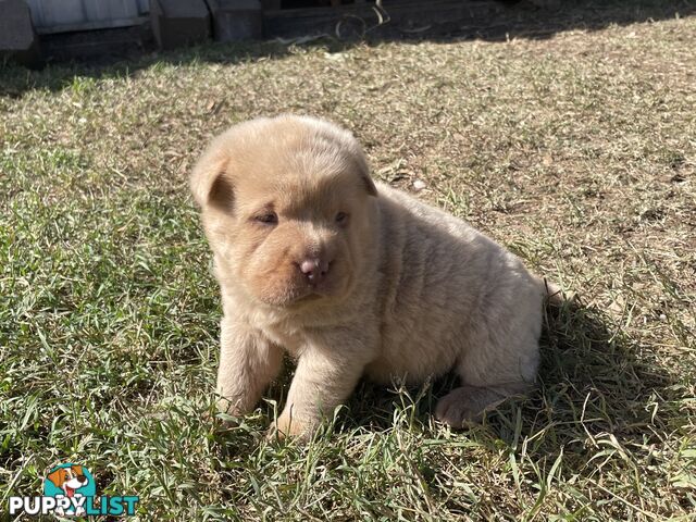 Shar Pei Puppies