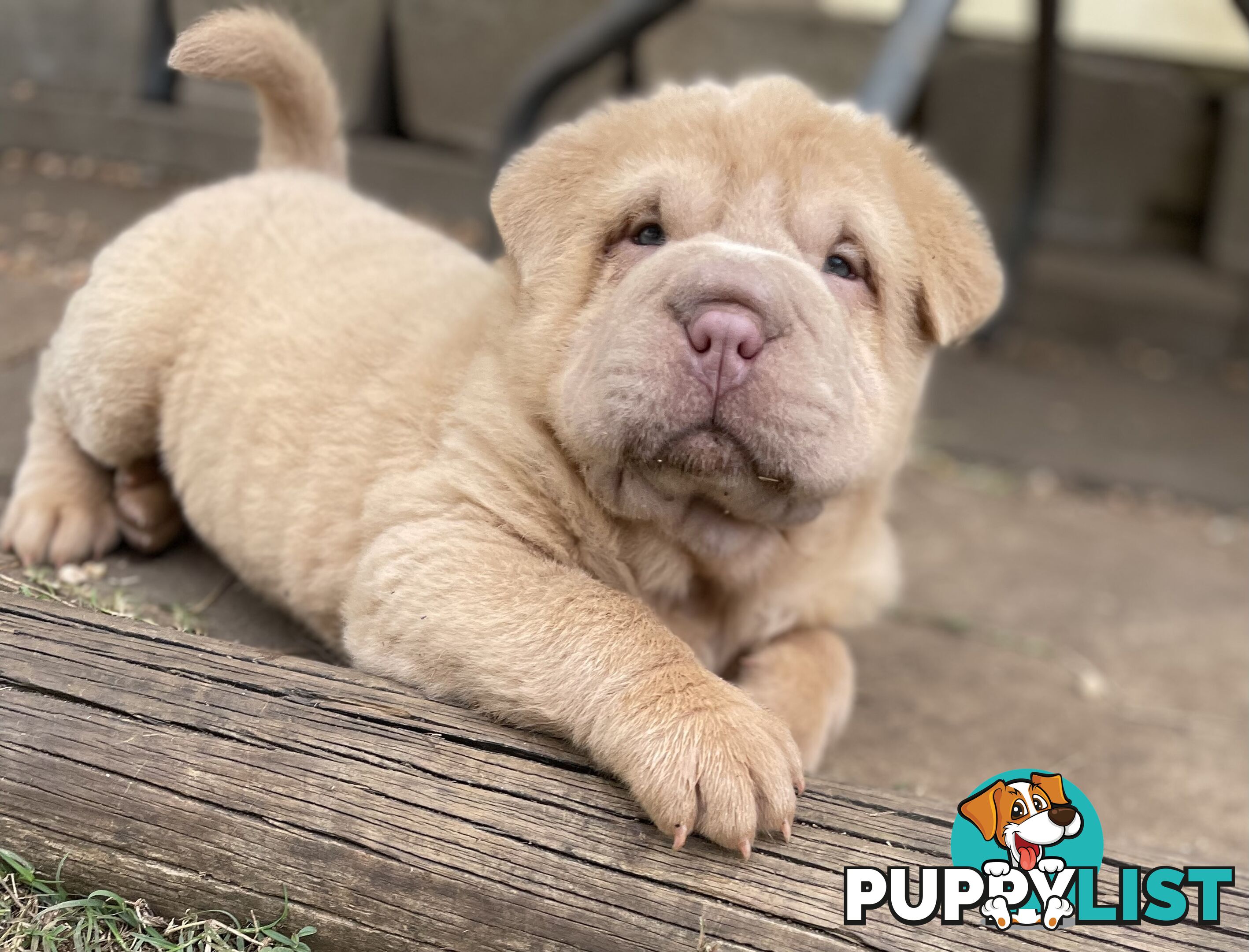 Shar Pei Puppies