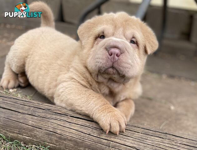 Shar Pei Puppies
