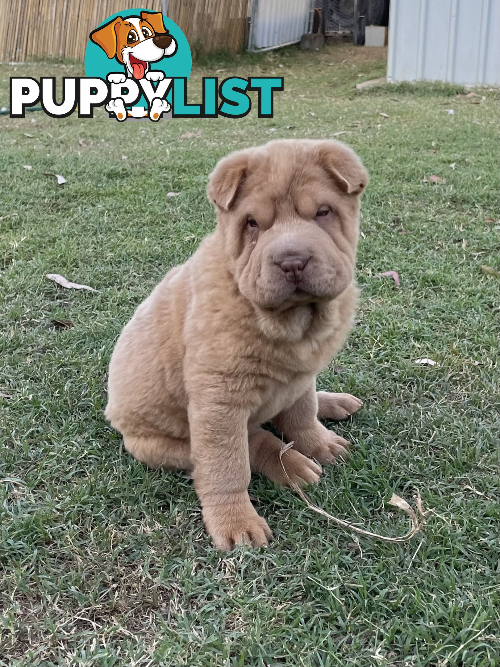 Shar Pei Puppies