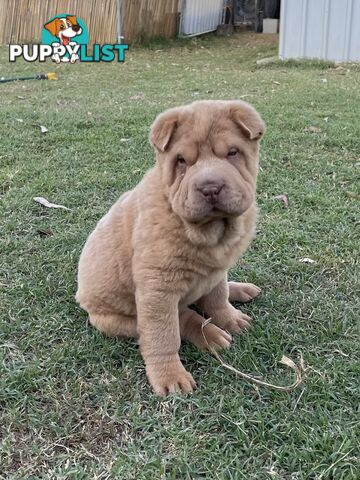 Shar Pei Puppies