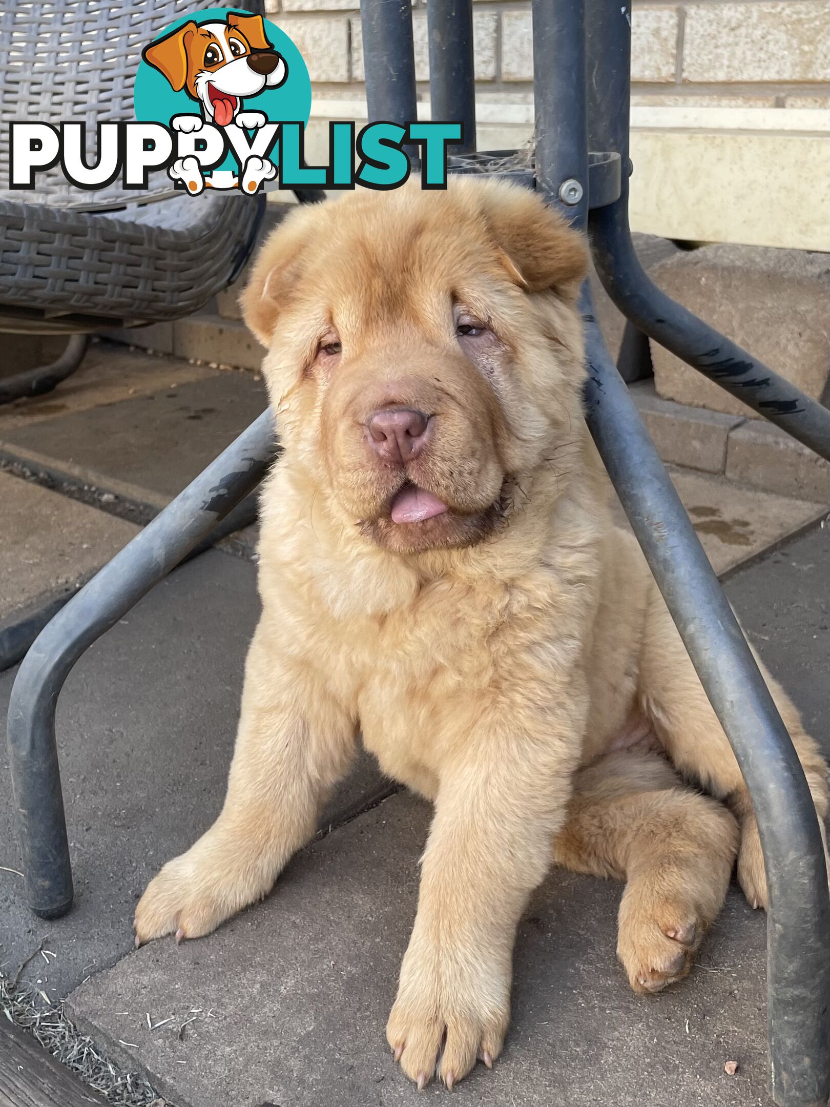 Shar Pei Puppies