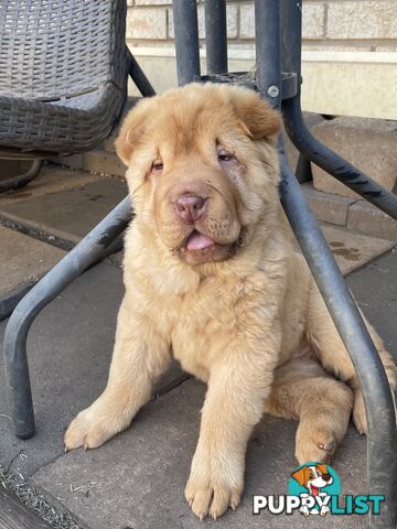 Shar Pei Puppies