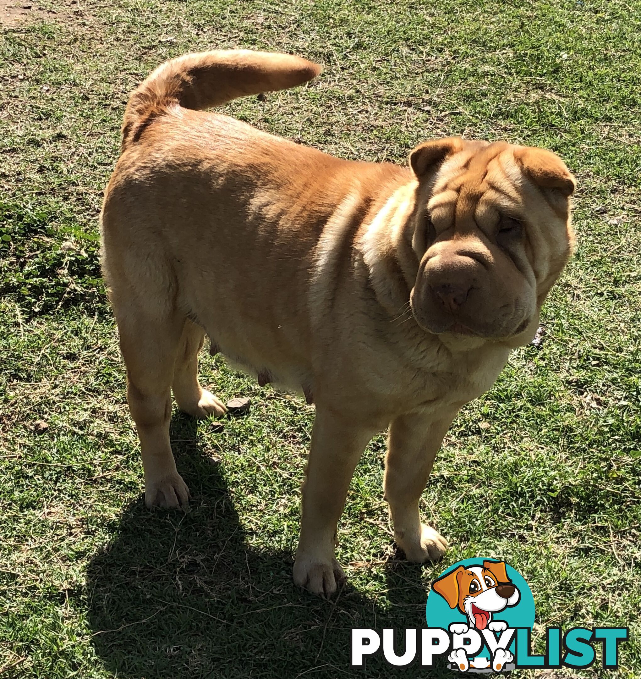 Shar Pei Puppies