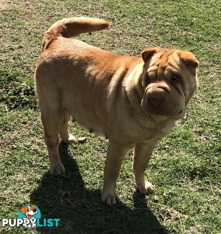 Shar Pei Puppies