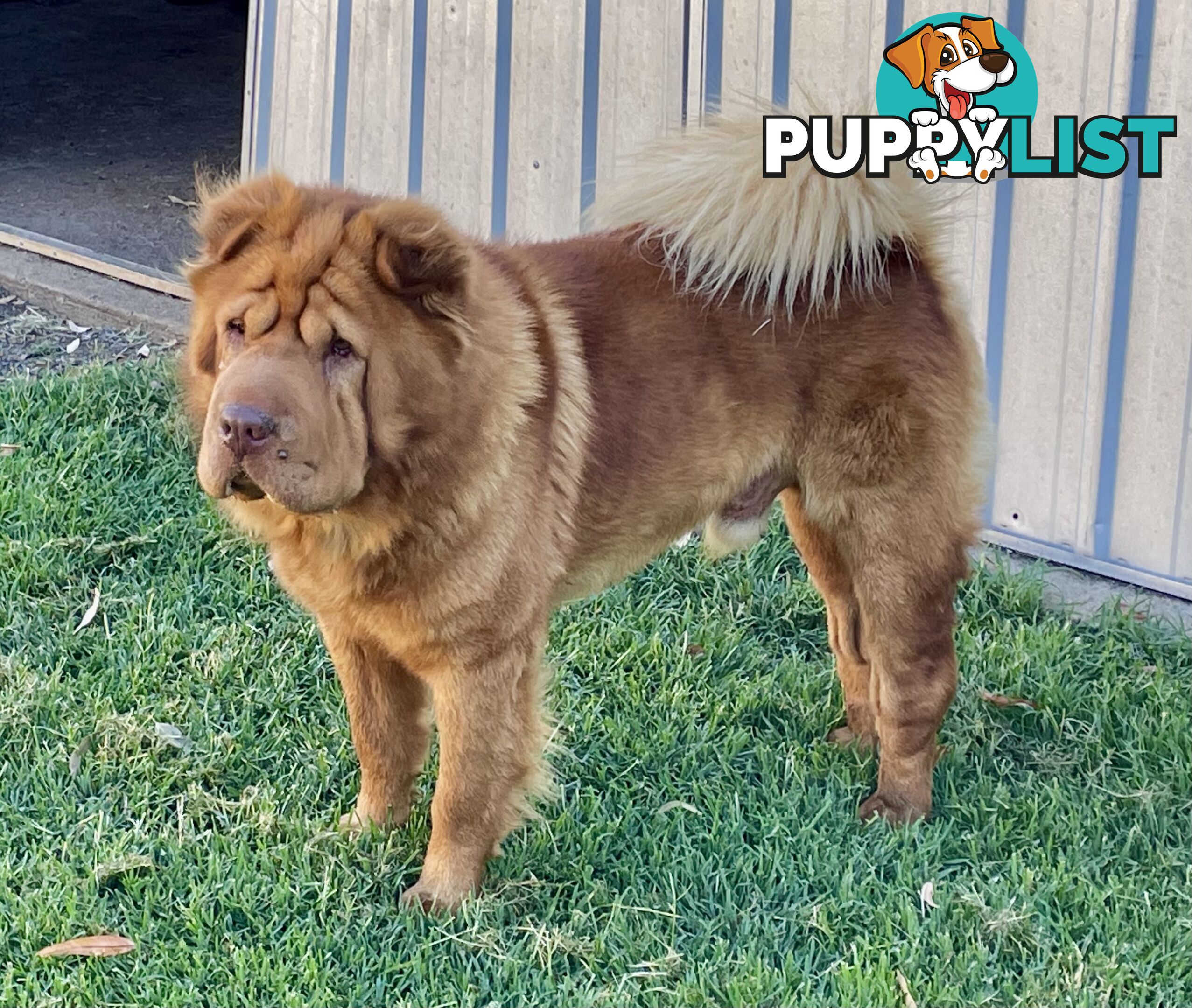 Shar Pei Puppies