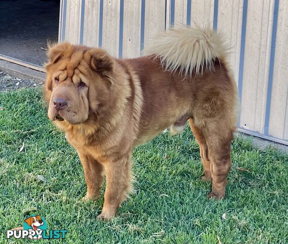 Shar Pei Puppies