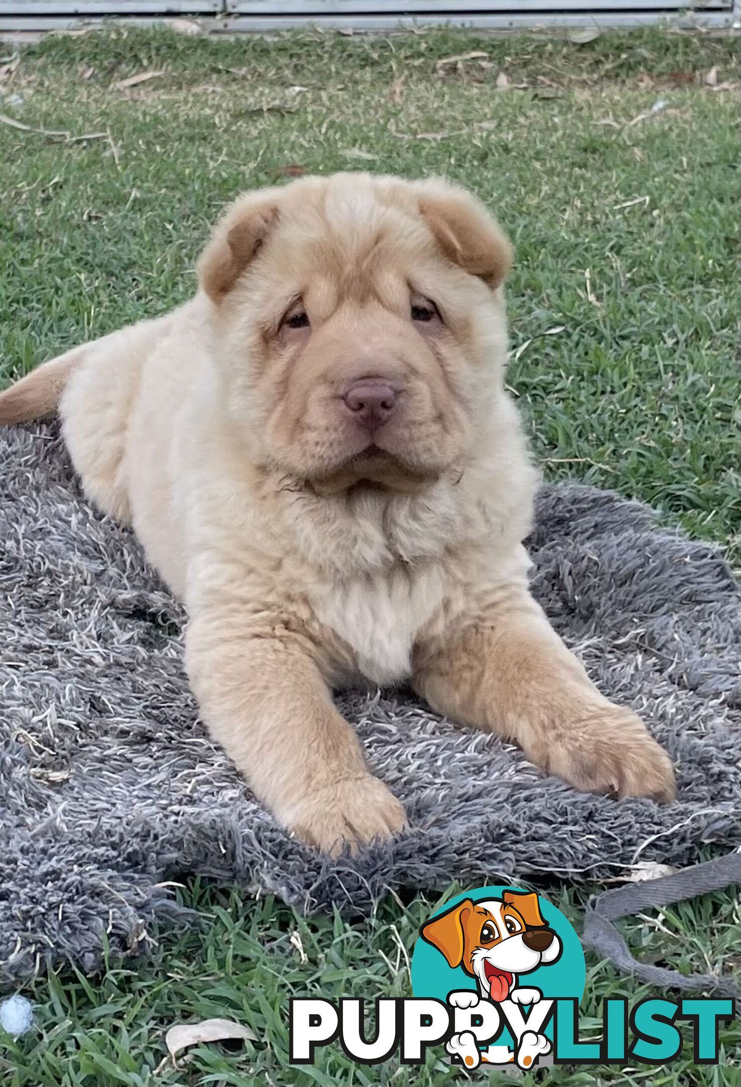 Shar Pei Puppies