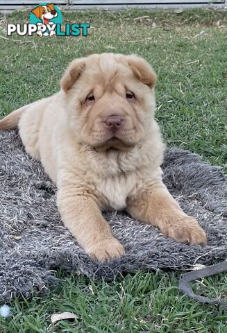 Shar Pei Puppies