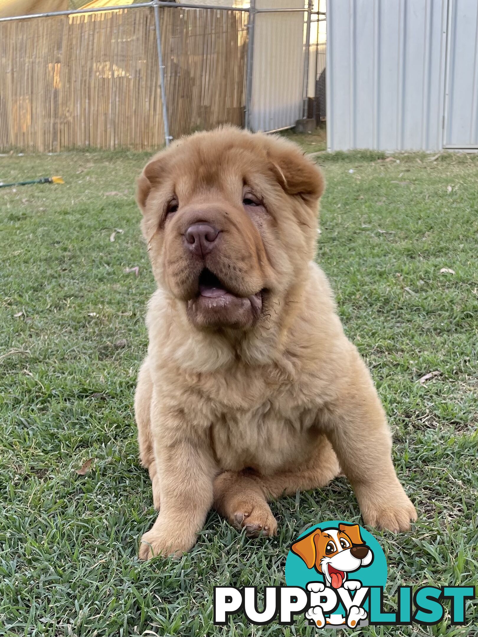 Shar Pei Puppies