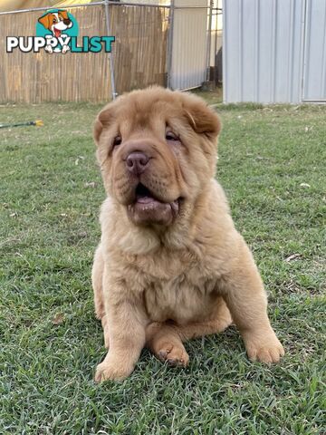 Shar Pei Puppies