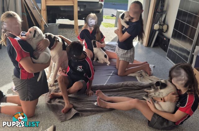 Bull arab cross red healer pups