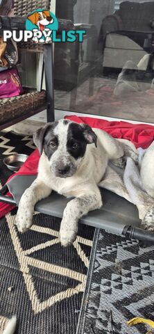 Bull arab cross red healer pups