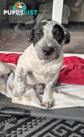 Bull arab cross red healer pups