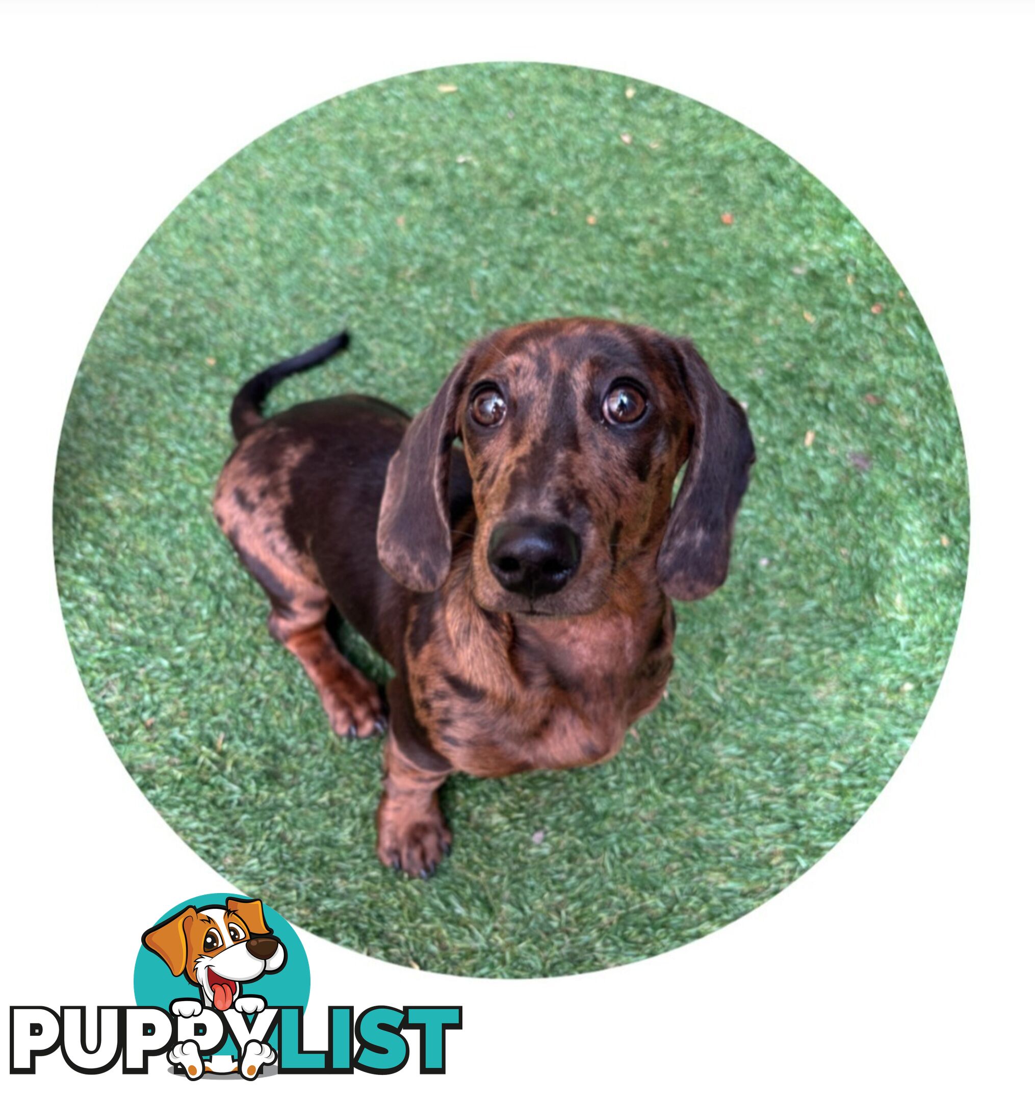 Pure-bred female miniature dachshund 8mths old