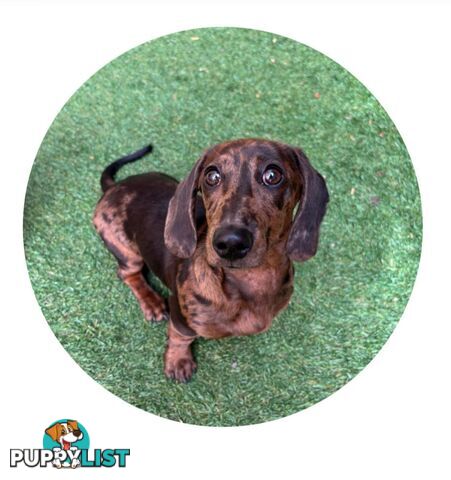 Pure-bred female miniature dachshund 8mths old