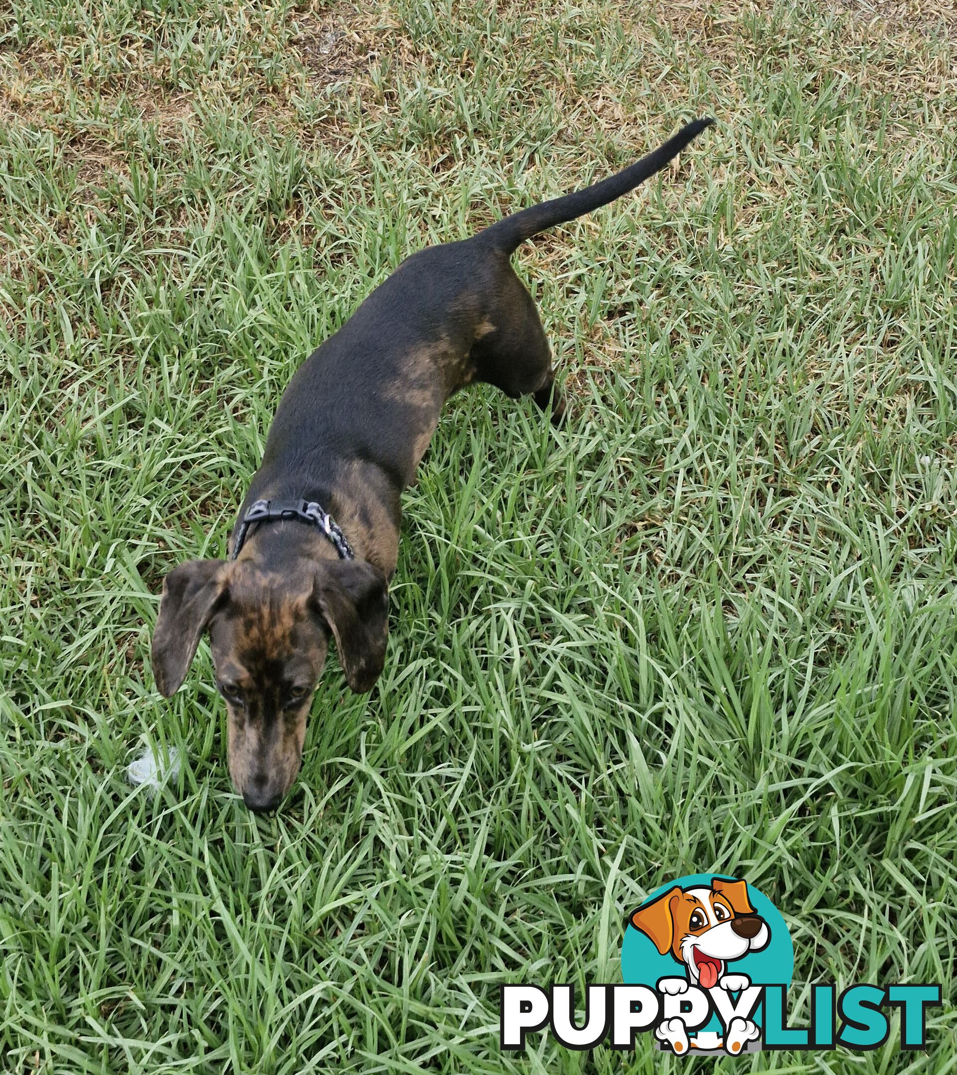 Pure-bred female miniature dachshund 8mths old