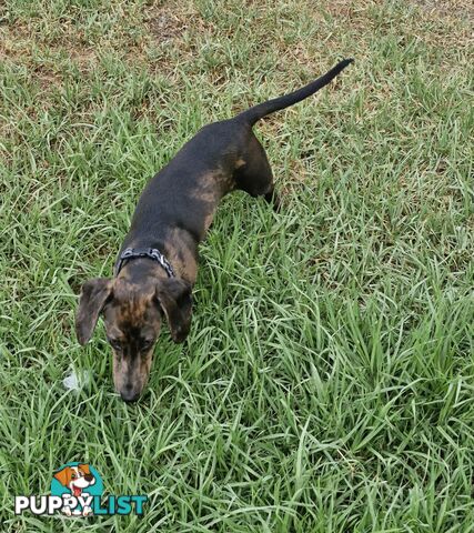 Pure-bred female miniature dachshund 8mths old