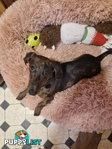 Pure-bred female miniature dachshund 8mths old