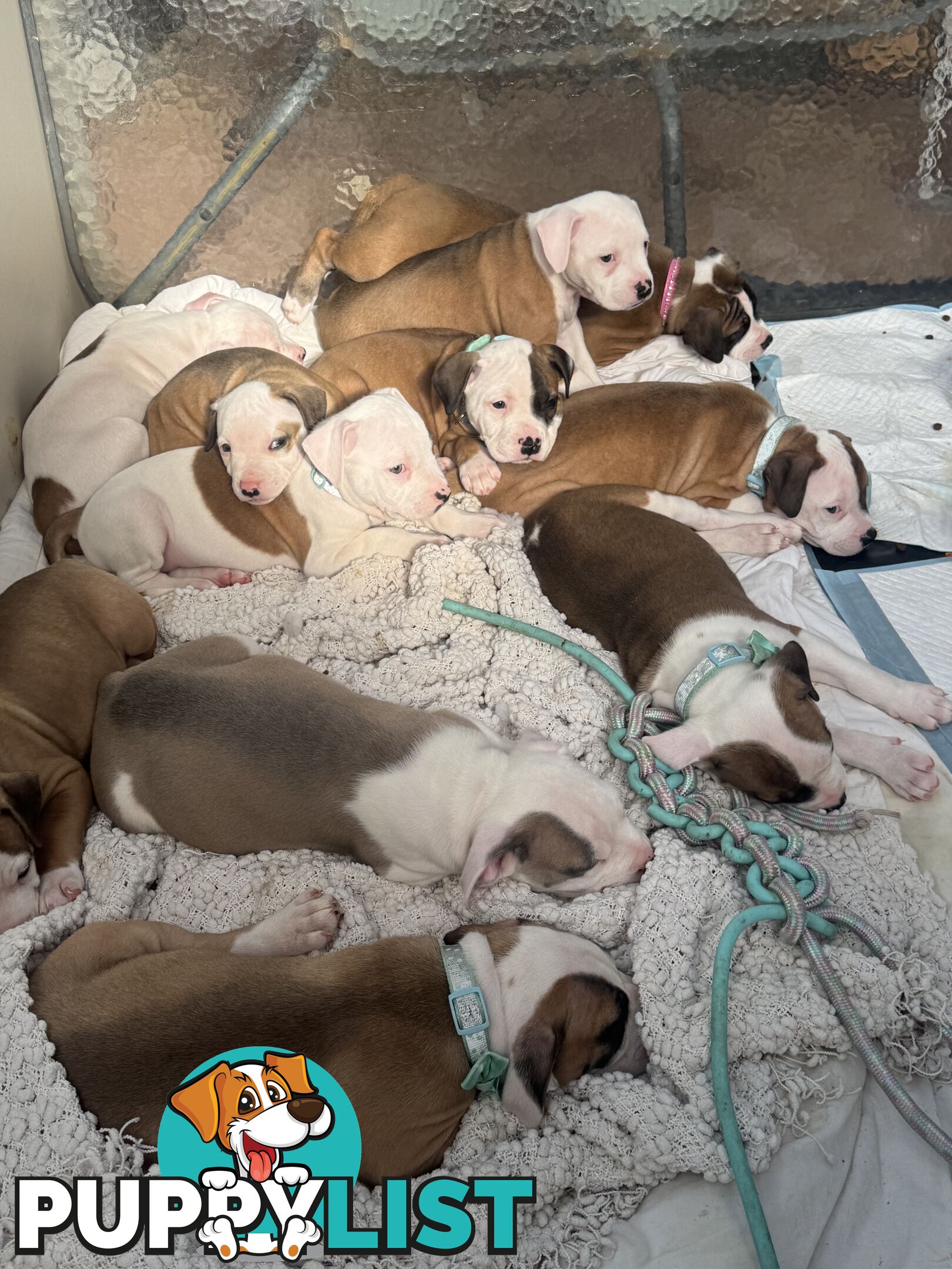 American bulldog puppies ready for they’re forever home