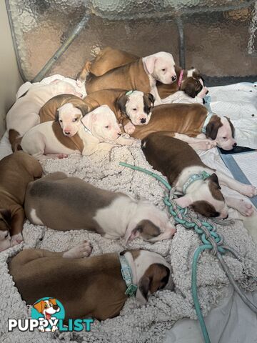 American bulldog puppies ready for they’re forever home