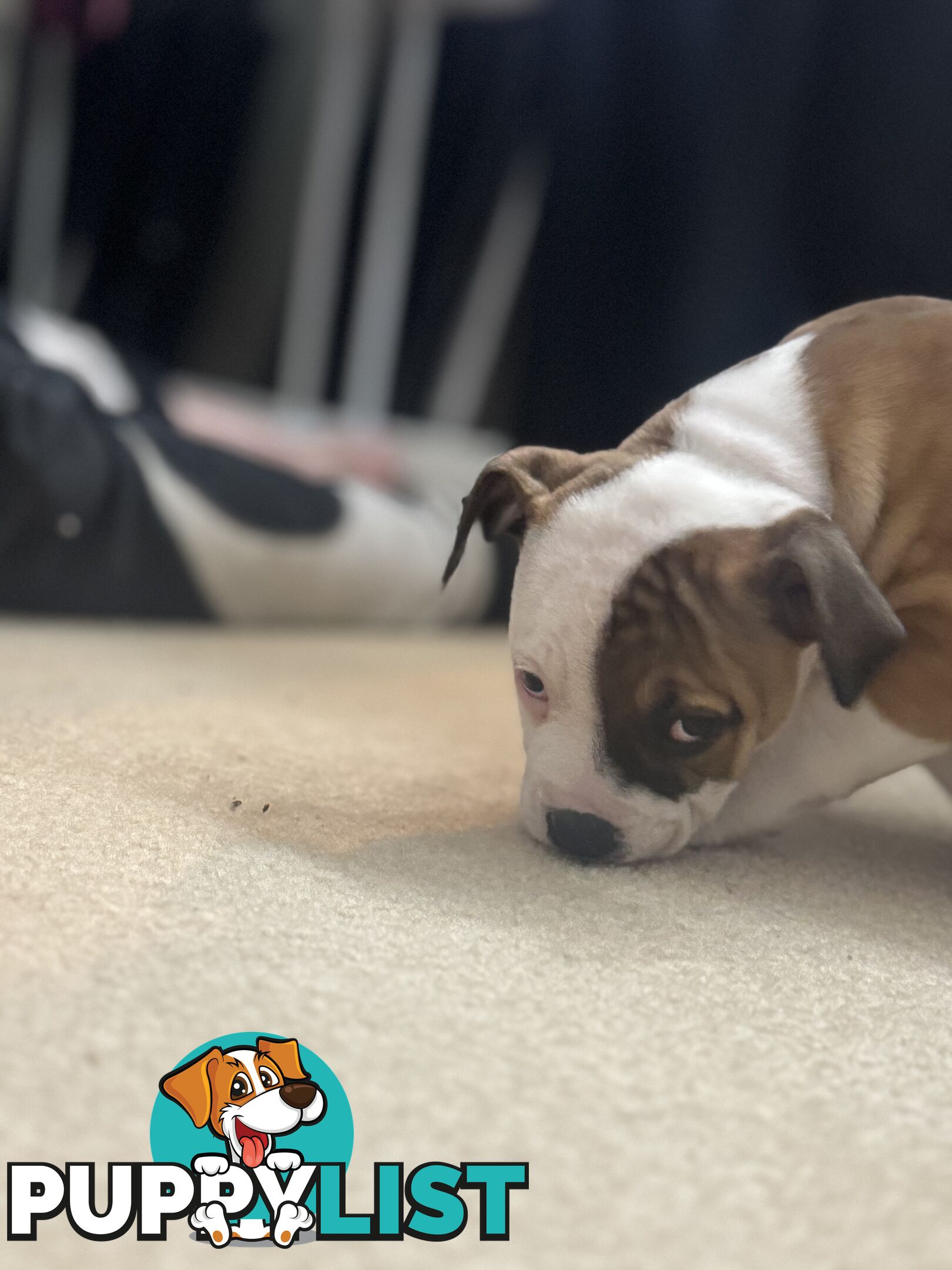 American bulldog puppies ready for they’re forever home