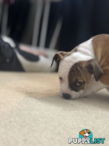 American bulldog puppies ready for they’re forever home