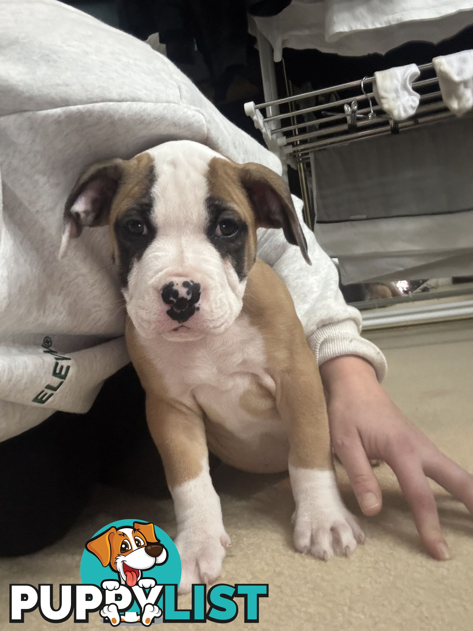 American bulldog puppies ready for they’re forever home