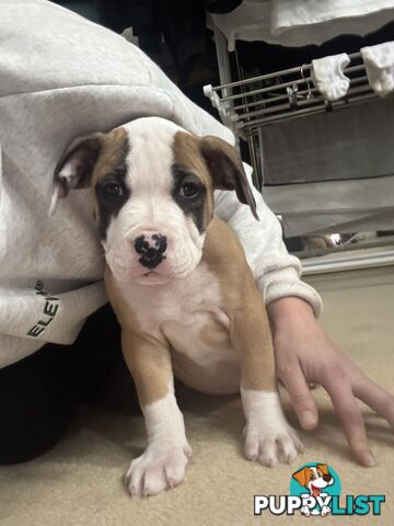 American bulldog puppies ready for they’re forever home