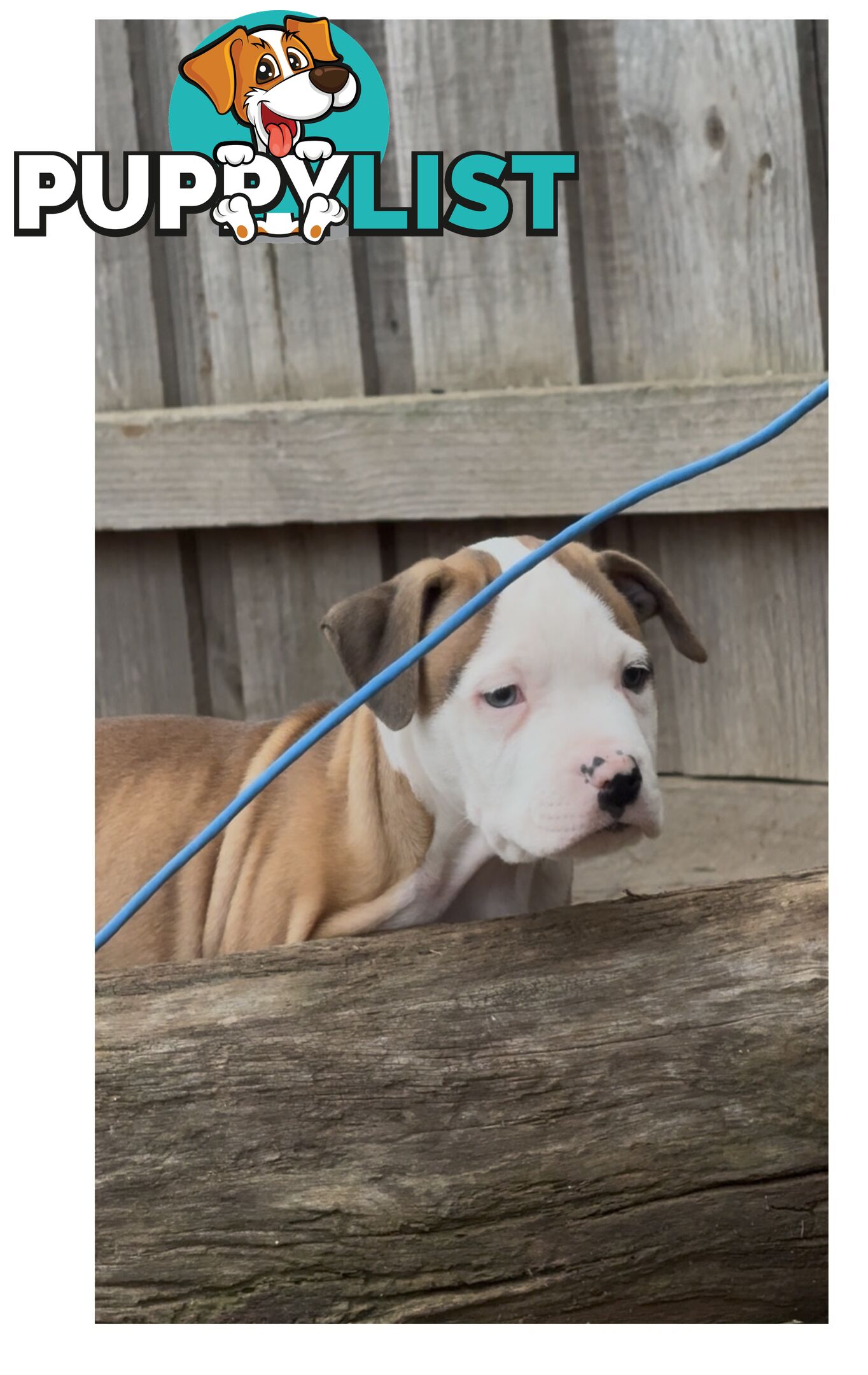 American bulldog puppies ready for they’re forever home