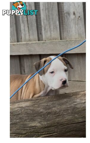 American bulldog puppies ready for they’re forever home