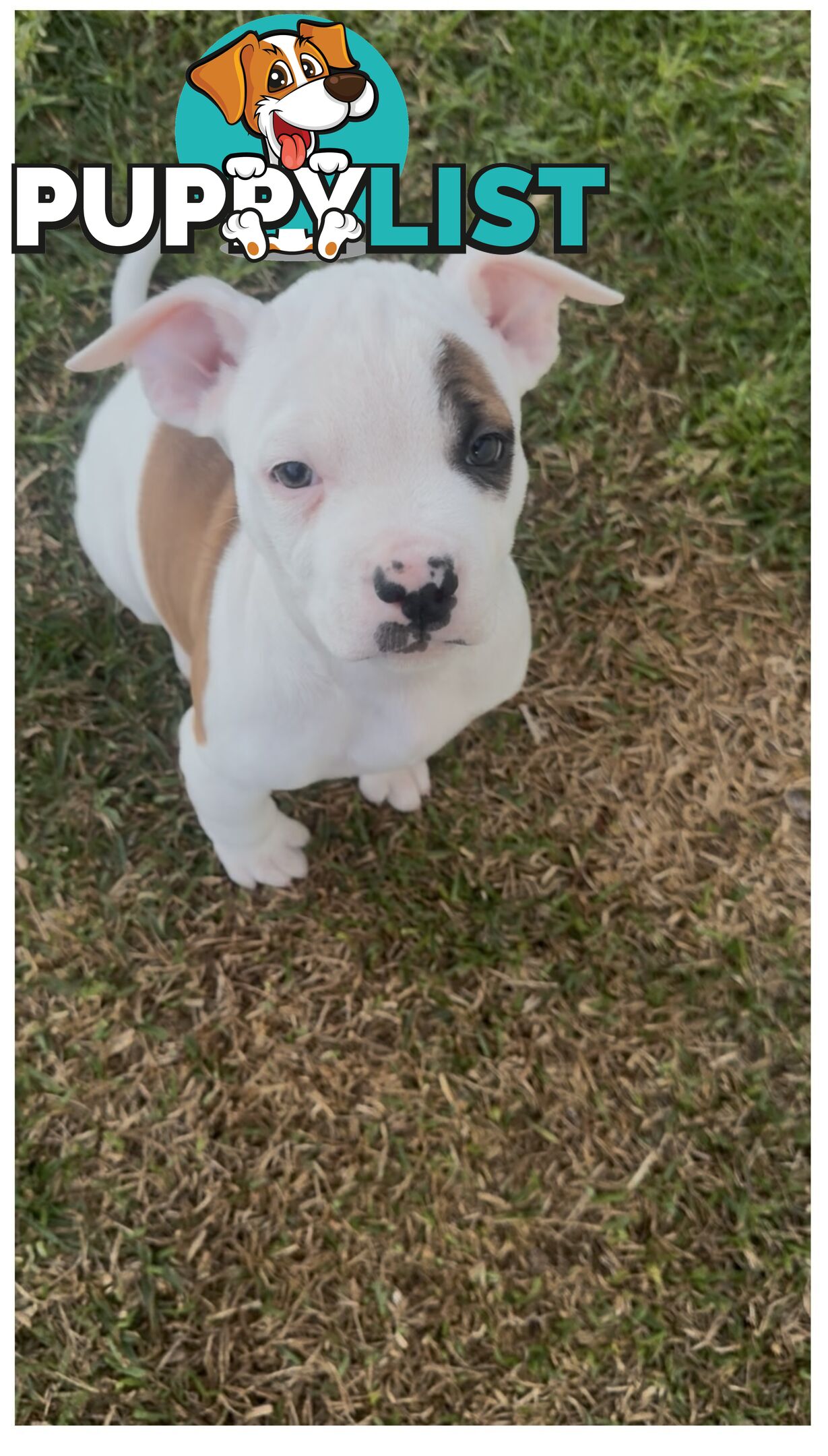 American bulldog puppies ready for they’re forever home