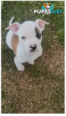 American bulldog puppies ready for they’re forever home