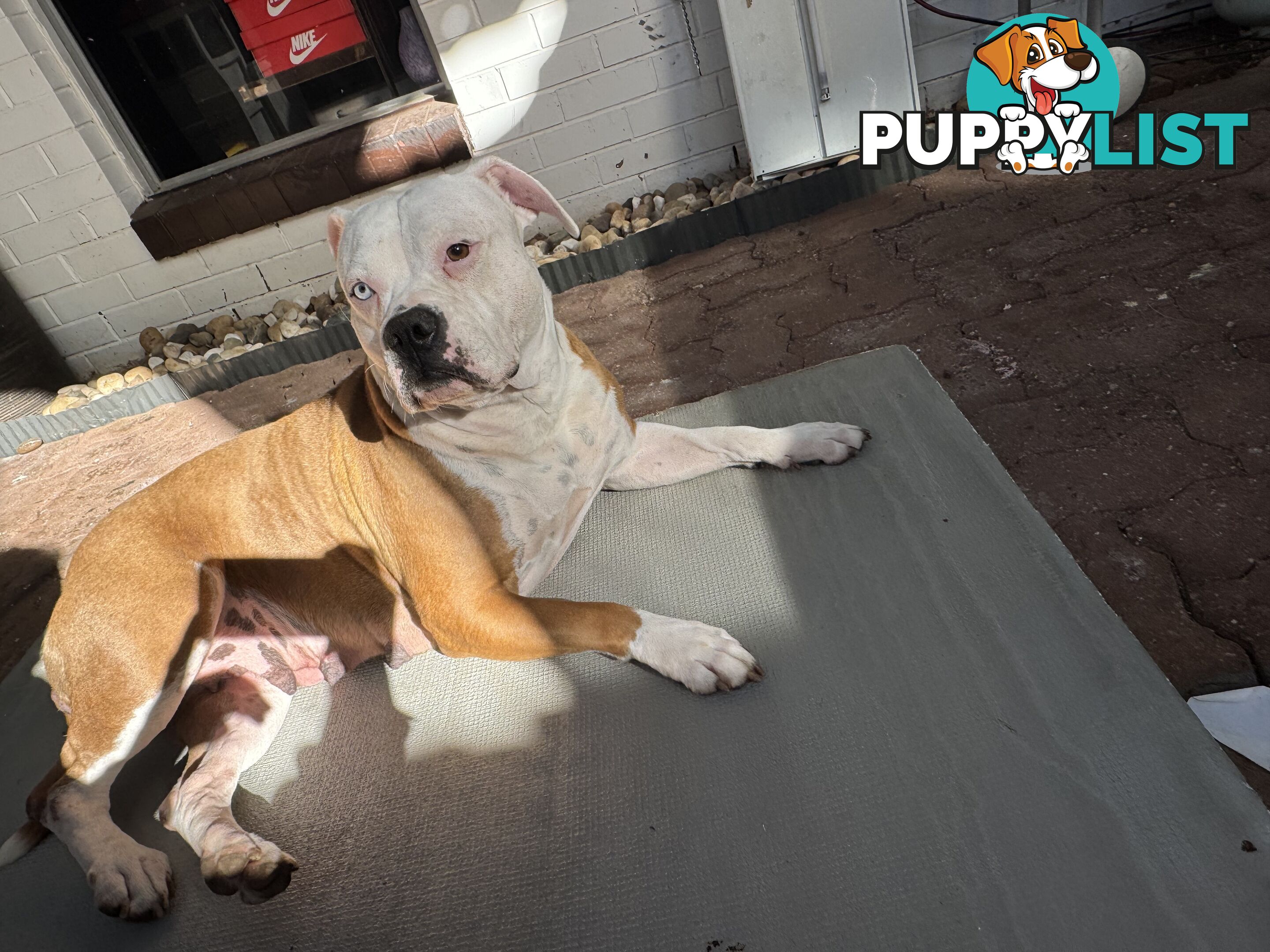 American bulldog puppies ready for they’re forever home