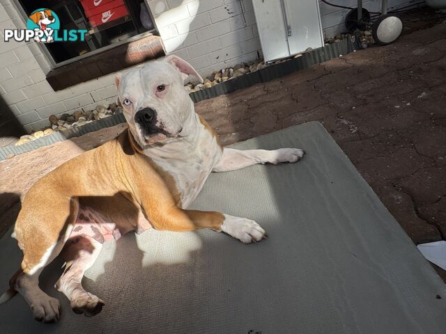 American bulldog puppies ready for they’re forever home
