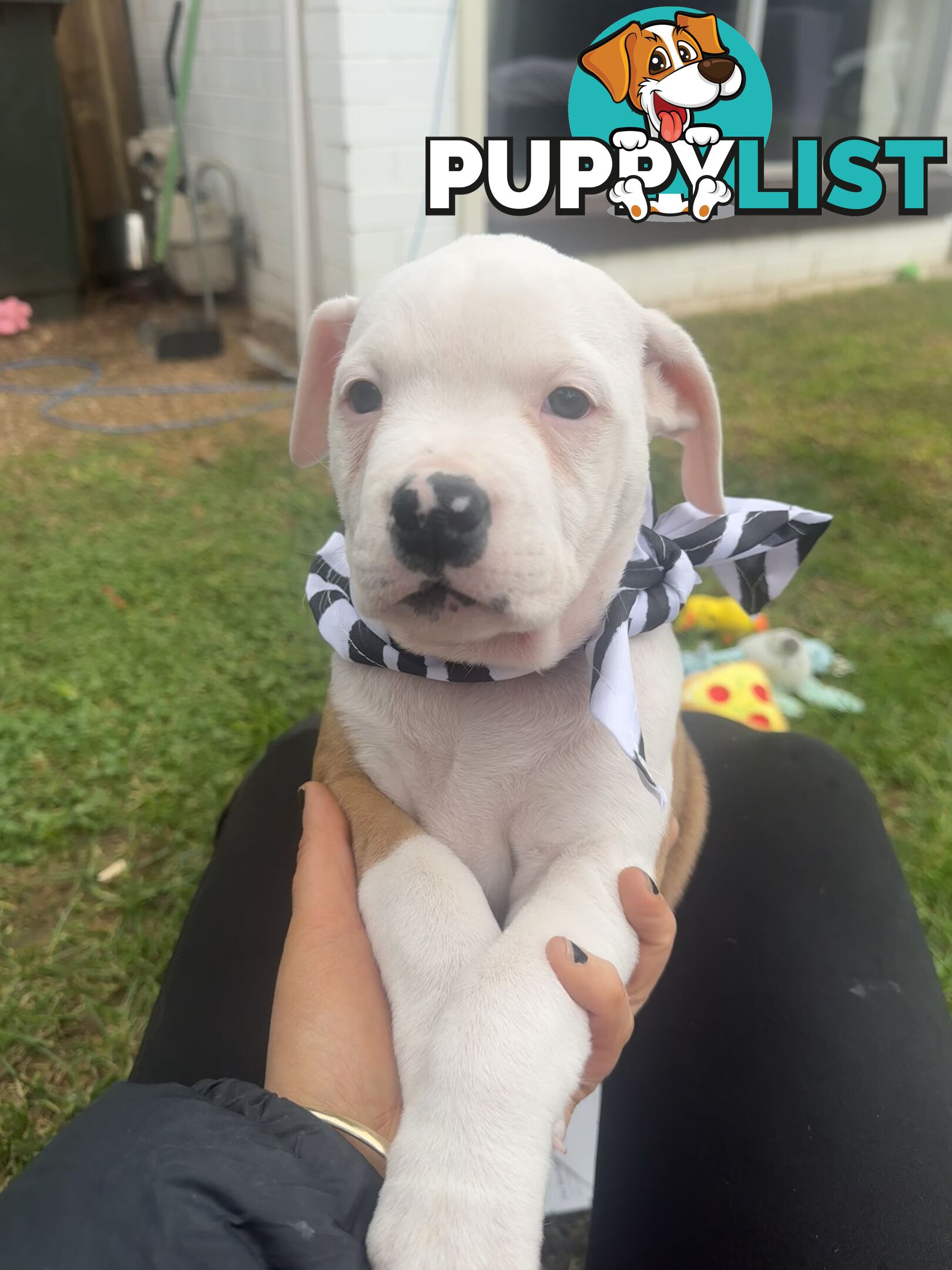 American bulldog puppies ready for they’re forever home